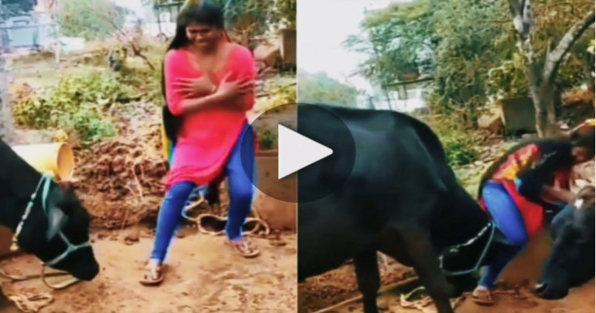 ಎಮ್ಮೆಯ ಮುಂದೆ ರೀಲ್ಸ್ ಮಾಡಲು ಹೋಗಿ ಸರಿಯಾಗಿ ಗುಮ್ಮಿಸಿ ಕೊಂಡ ಯುವತಿ ಇದೆಲ್ಲ ಬೇಕಾ ನಿನಗೆ ಎಂದ ನೆಟ್ಟಿಗರು : ವಿಡಿಯೋ ವೈರಲ್ ಎಮ್ಮೆಯ ಮುಂದೆ ರೀಲ್ಸ್ ಮಾಡಲು ಹೋಗಿ ಸರಿಯಾಗಿ ಗುಮ್ಮಿಸಿ ಕೊಂಡ ಯುವತಿ ಇದೆಲ್ಲ ಬೇಕಾ ನಿನಗೆ ಎಂದ ನೆಟ್ಟಿಗರು : ವಿಡಿಯೋ ವೈರಲ್