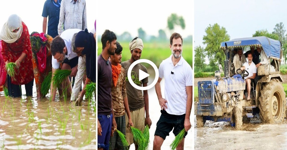 ರಾಹುಲ್ ಗಾಂಧಿ ಭೂಮಿಗೆ ಇಳಿದು ರೈತರಿಗೆ ಭತ್ತ ನಾಟಿ ಮಾಡಲು ಸಹಾಯ ಮಾಡುತ್ತಿದ್ದಾರೆ; ವಿಡಿಯೋ ವೈರಲ್
