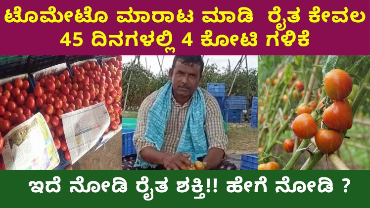 ಟೊಮೇಟೊ ಮಾರಾಟ ಮಾಡಿ  ರೈತ ಕೇವಲ 45 ದಿನಗಳಲ್ಲಿ 4 ಕೋಟಿ ಗಳಿಕೆ , ಇದೆ ನೋಡಿ ರೈತರ ಶಕ್ತಿ !! ಹೇಗೆ ನೋಡಿ ?