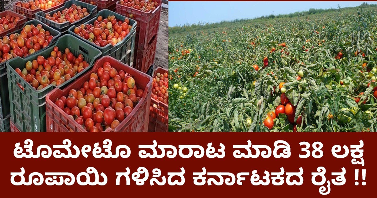 ಟೊಮೇಟೊ ಮಾರಾಟ ಮಾಡಿ 38 ಲಕ್ಷ ರೂಪಾಯಿ ಗಳಿಸಿದ ಕರ್ನಾಟಕದ ರೈತ !! ಎಷ್ಟು ಒಂದು ಬಾಕ್ಸ್ ಬೆಲೆ ?
