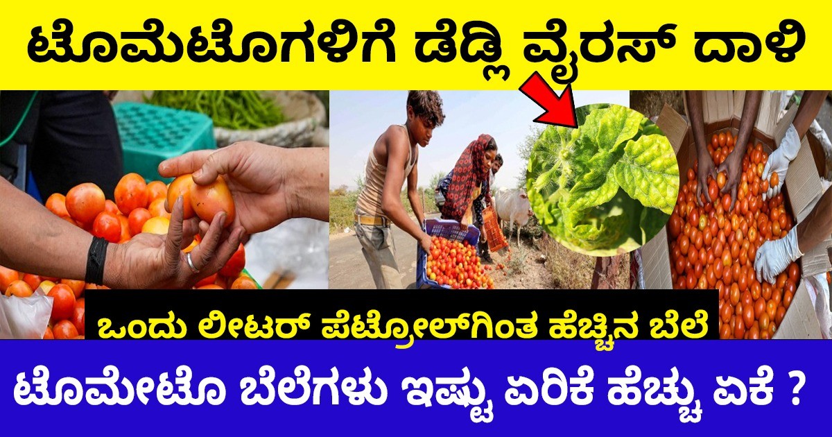 ಟೊಮೆಟೊಗಳಿಗೆ ಡೆಡ್ಲಿ ವೈರಸ್ ದಾಳಿ; ಒಂದು ಲೀಟರ್ ಪೆಟ್ರೋಲ್ಗಿಂತ ಹೆಚ್ಚಿನ ಬೆಲೆ, ಟೊಮೇಟೊ ಬೆಲೆಗಳು ಇಷ್ಟು ಏರಿಕೆ ಹೆಚ್ಚು ಏಕೆ ? ಟೊಮೆಟೊಗಳಿಗೆ ಡೆಡ್ಲಿ ವೈರಸ್ ದಾಳಿ; ಒಂದು ಲೀಟರ್ ಪೆಟ್ರೋಲ್ಗಿಂತ ಹೆಚ್ಚಿನ ಬೆಲೆ, ಟೊಮೇಟೊ ಬೆಲೆಗಳು ಇಷ್ಟು ಏರಿಕೆ ಹೆಚ್ಚು ಏಕೆ ?