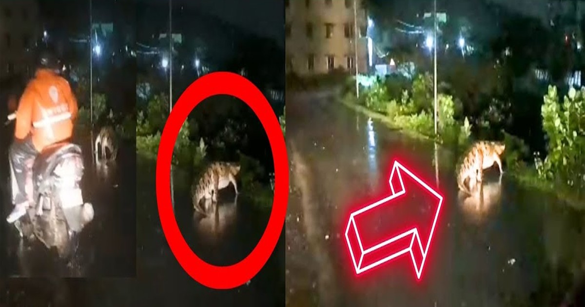 ಭಾರೀ ಮಳೆಯಿಂದಾಗಿ ಚೆನ್ನೈನಲ್ಲಿ ರಸ್ತೆ ದಾಟುತ್ತಿರುವ ಮೊಸಳೆ; ವೈರಲ್ ವಿಡಿಯೋ