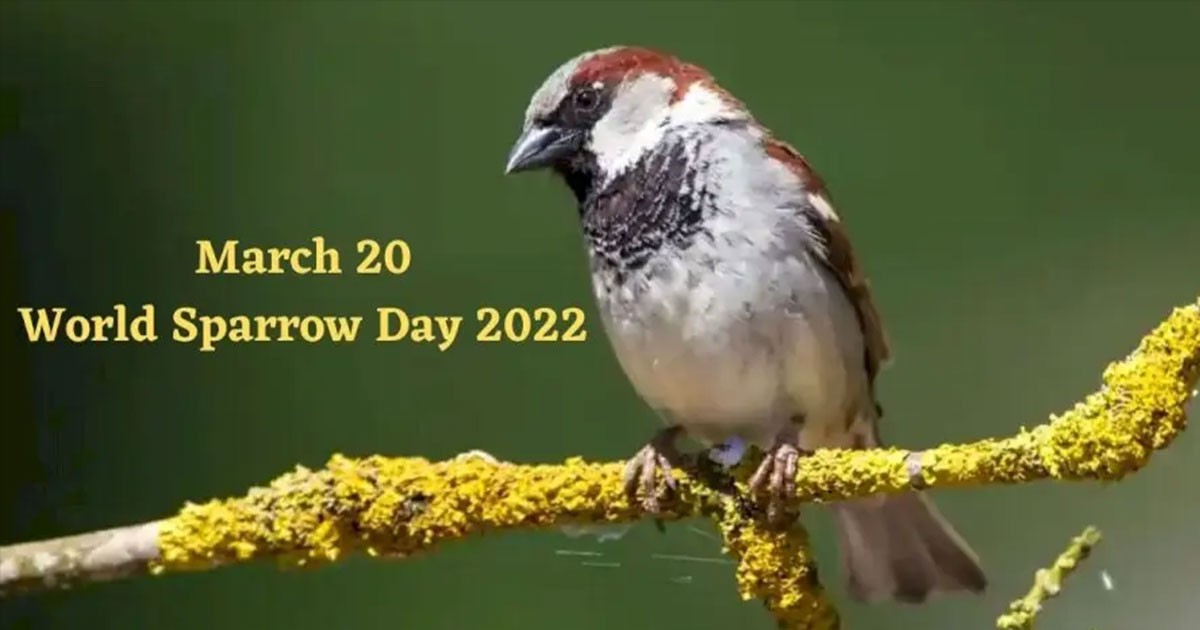 Why World Sparrow Day is Celebrated; What the Importance Of Sparrow Why World Sparrow Day is Celebrated; What the Importance Of Sparrow