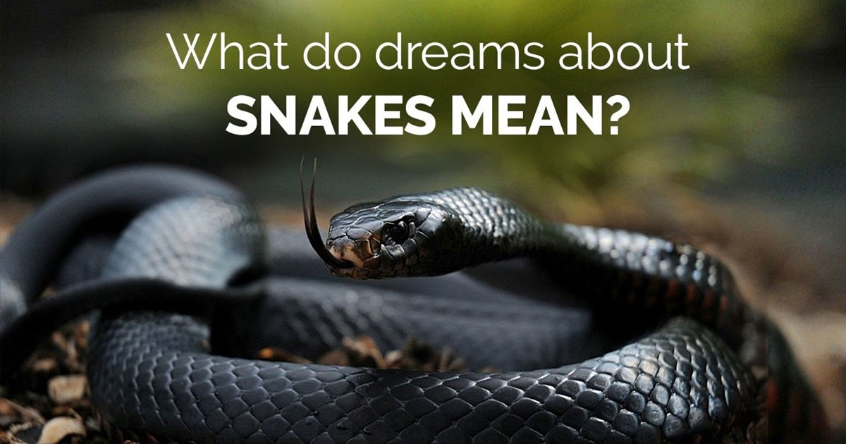 Dreams About Snakes: How It Will Effects In Your Life