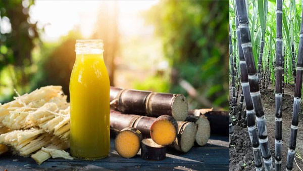 What Are Side Effects Of Drinking Sugar Cane Juice, How Much Should Be Consumed ? What Are Side Effects Of Drinking Sugar Cane Juice, How Much Should Be Consumed ?