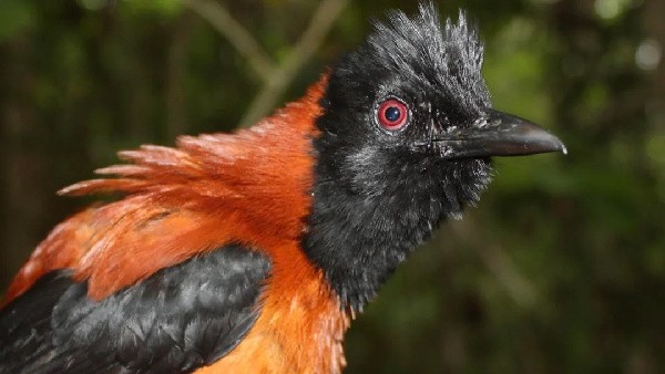 Meet the World’s Only Scientifically Confirmed Toxic Bird — Never Touch the Hooded Pitohui of Papua New Guinea