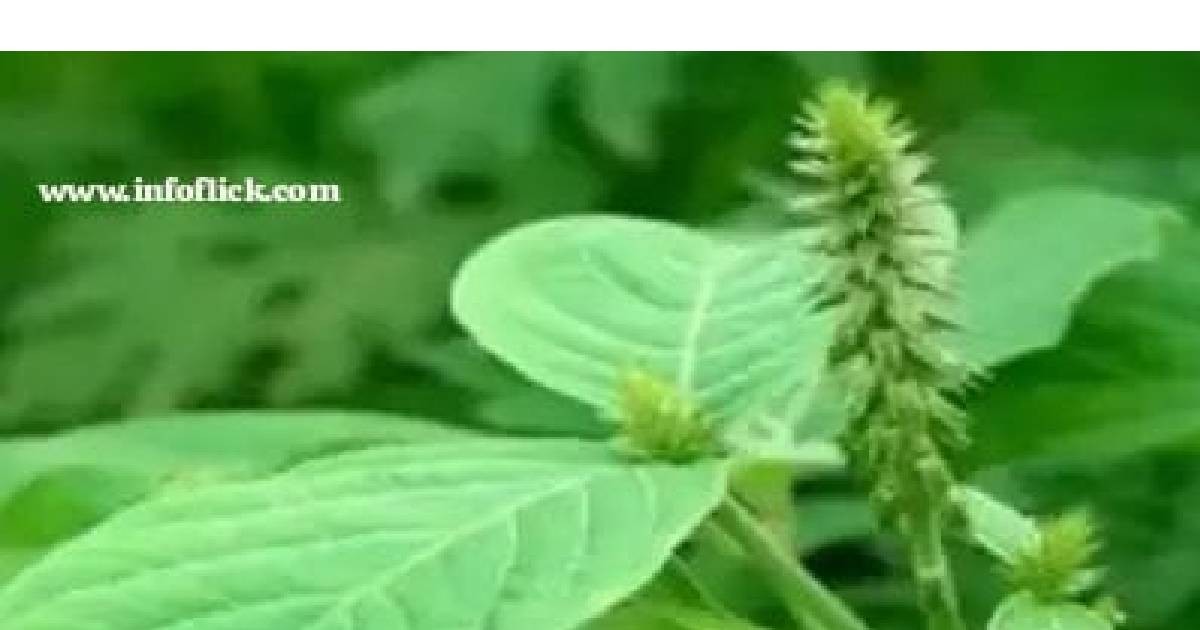 ಹಣ ಎಳೆದುಕೊಳ್ಳುವ ಸಸ್ಯ? ಸಾಧಾರಣ ಸಸ್ಯ ಅಂತ ತಿಳಿದು ಕಿತ್ತು ಎಸೆಯುವ ತಪ್ಪು ಮಾಡಬೇಡಿ