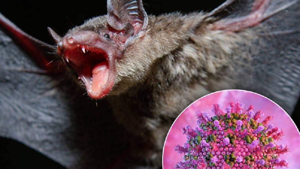 ಭಾರತದಲ್ಲಿ ಮತ್ತೆ ಲಾಕ್ ಡೌನ್ ಆಗುತ್ತದೆ? ಹೊಸ ಡೆಲ್ಲಿ ವೈರಸ್ ಮತ್ತೆ ಪತ್ತೆ!!