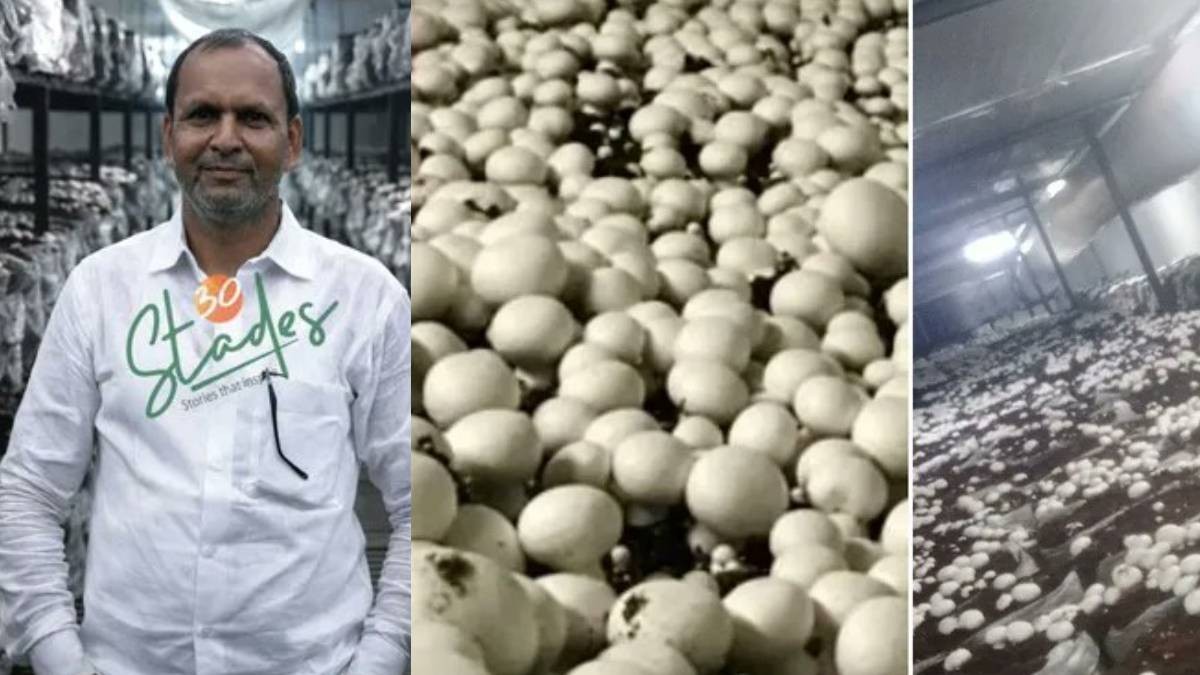 Bihar Farmer Earns ₹25 Lakh Monthly from Mushroom Cultivation | Photo Credit: https://x.com/gemsofbabus_/status/2016852642266566818/photo/1