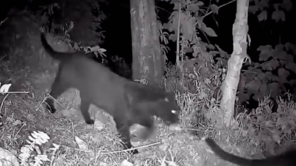 ಕುರ್ಸಿಯಾಂಗ್ ಅರಣ್ಯದಲ್ಲಿ ಅಪರೂಪದ ಕಪ್ಪು ಚಿರತೆ ಜೋಡಿ ಕ್ಯಾಮೆರಾದಲ್ಲಿ ಸೆರೆ