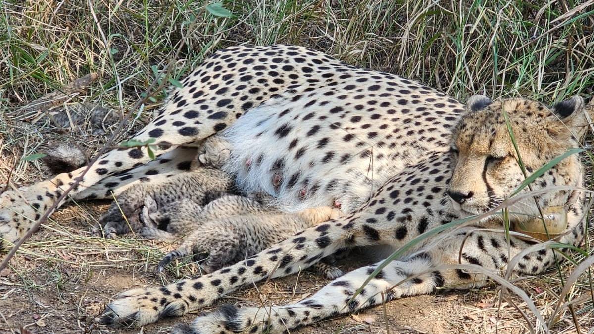 South African Cheetah Gamini Gives Birth to Three Cubs in Kuno National Park