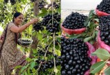 Jamun Fruit Boom Sparks Folklore vs Science Debate in India