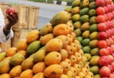 Nepal Bans Indian Mangoes Over Chemical Pesticide Residues, Joins Growing Global Rejection List