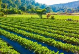 Managed Farmland: A Modern Way to Own Agricultural Land and Enjoy Nature