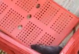 Rat Found in Blinkit Ice-Cream Freezer in Kalyan Amid Maharashtra FDA Crackdown
