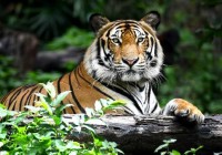 India’s Wild Tiger Population Doubles in 15 Years, A Historic Conservation Success