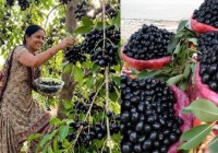 Jamun Fruit Boom Sparks Folklore vs Science Debate in India