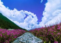 Valley of Flowers National Park Reopens for Trekking Season 2026 | Open June 1 to October 31