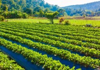 Managed Farmland: A Modern Way to Own Agricultural Land and Enjoy Nature
