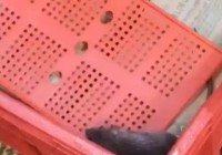 Rat Found in Blinkit Ice-Cream Freezer in Kalyan Amid Maharashtra FDA Crackdown
