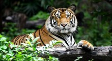 India’s Wild Tiger Population Doubles in 15 Years, A Historic Conservation Success