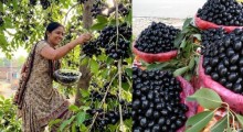 Jamun Fruit Boom Sparks Folklore vs Science Debate in India