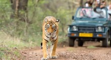 Karnataka Reopens Jungle Safari at Bandipur and Nagarahole Tiger Reserves