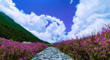 Valley of Flowers National Park Reopens for Trekking Season 2026 | Open June 1 to October 31