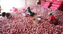 Onion Prices Rise in India August 2026: Check Delhi, Mumbai, Chennai, Bengaluru & Hyderabad Rates