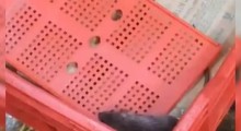 Rat Found in Blinkit Ice-Cream Freezer in Kalyan Amid Maharashtra FDA Crackdown
