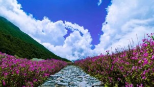 Valley of Flowers National Park Reopens for Trekking Season 2026 | Open June 1 to October 31