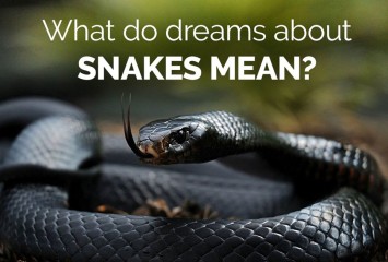 Dreams About Snakes: How It Will Effects In Your Life
