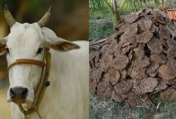 Indian Cow Dung Export Surges to ₹400 Crore, Fuels Date Farming in Arab Nations