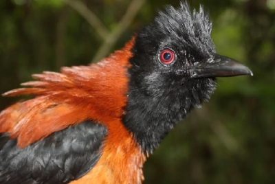 Meet the World’s Only Scientifically Confirmed Toxic Bird — Never Touch the Hooded Pitohui of Papua New Guinea