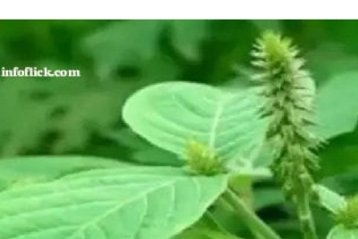 ಹಣ ಎಳೆದುಕೊಳ್ಳುವ ಸಸ್ಯ? ಸಾಧಾರಣ ಸಸ್ಯ ಅಂತ ತಿಳಿದು ಕಿತ್ತು ಎಸೆಯುವ ತಪ್ಪು ಮಾಡಬೇಡಿ ಹಣ ಎಳೆದುಕೊಳ್ಳುವ ಸಸ್ಯ? ಸಾಧಾರಣ ಸಸ್ಯ ಅಂತ ತಿಳಿದು ಕಿತ್ತು ಎಸೆಯುವ ತಪ್ಪು ಮಾಡಬೇಡಿ