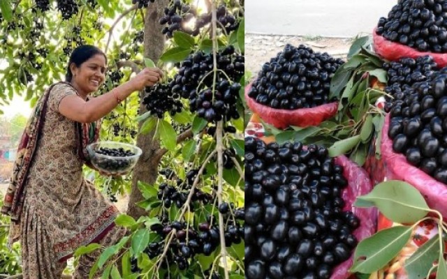 Jamun Fruit Boom Sparks Folklore vs Science Debate in India