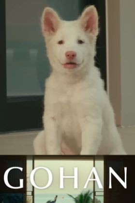 Gohan